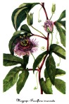 Passion Flower for insomnia with circular thinking
