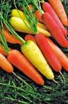 Colorful Carrots 
