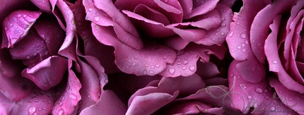 roses w/ raindrops