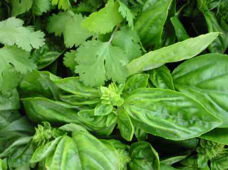 cilantro and basil herbs 