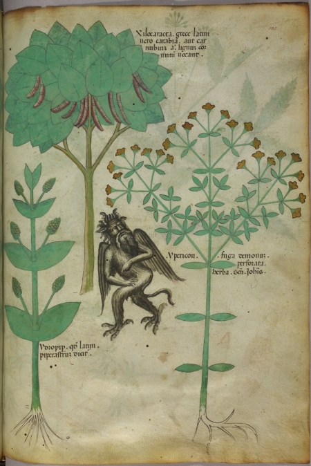 Italian 15 c manuscript image of St Johns Wort